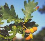 dub letní - Quercus robur L.