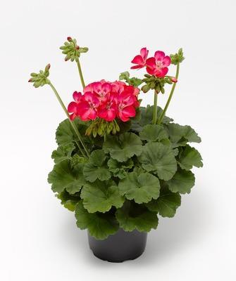 Pelargonium zonale Bunny Orange Ice Tmavé listy Odpovídá sérii Bunny Unikátní barva Segment vysoce kvalitních pelargonií Atraktivní