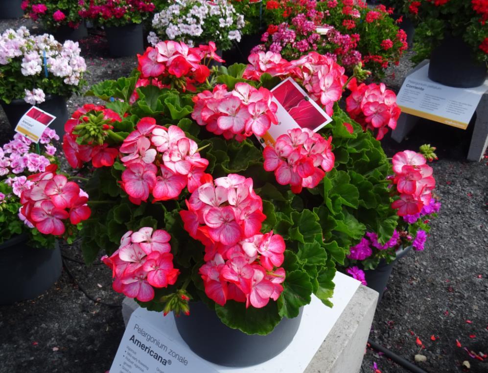 Pelargonium zonale Americana Orange Ice Velké rostliny