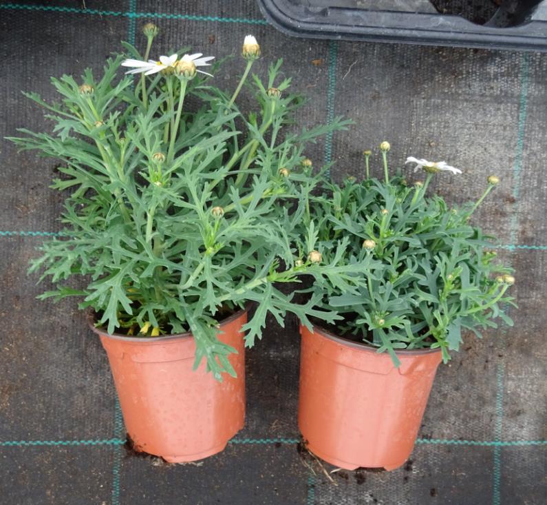 Argyranthemum Molimba C White Nová C