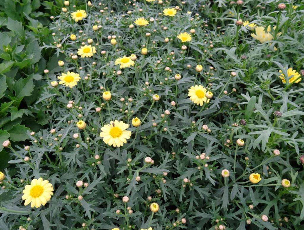 Argyranthemum Molimba M Yellow Nová barva M