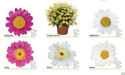 Argyranthemum