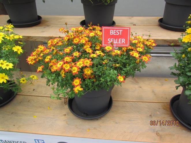 Bidens ferulifolia - FPSelect Cheerio