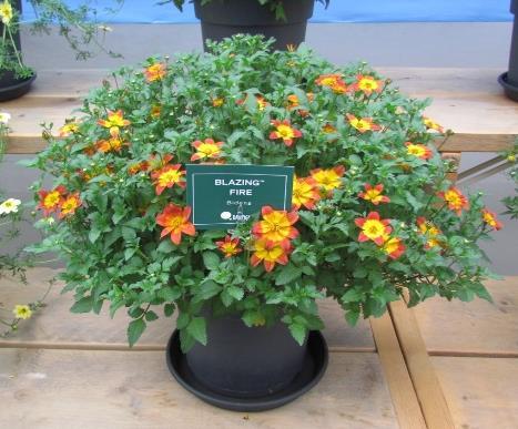 Bidens ferulifolia FPSelect Inferno Mírně pozdnější než Cheerio Velké barevné