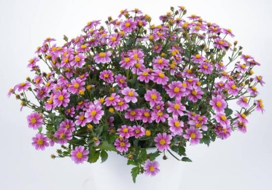 Bidens ferulifolia - FPSelect Pink Beauty - XT128 Nová barva v nabídce Mírně vzrůstnější