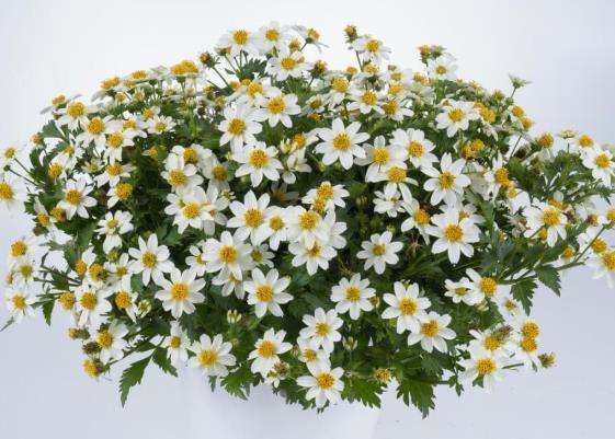 Bidens Ferulifolia LTD FPSelect White Collar Čistě bílé květy se žlutým středem Dobře větví Lepší, kompaktní habitus ve