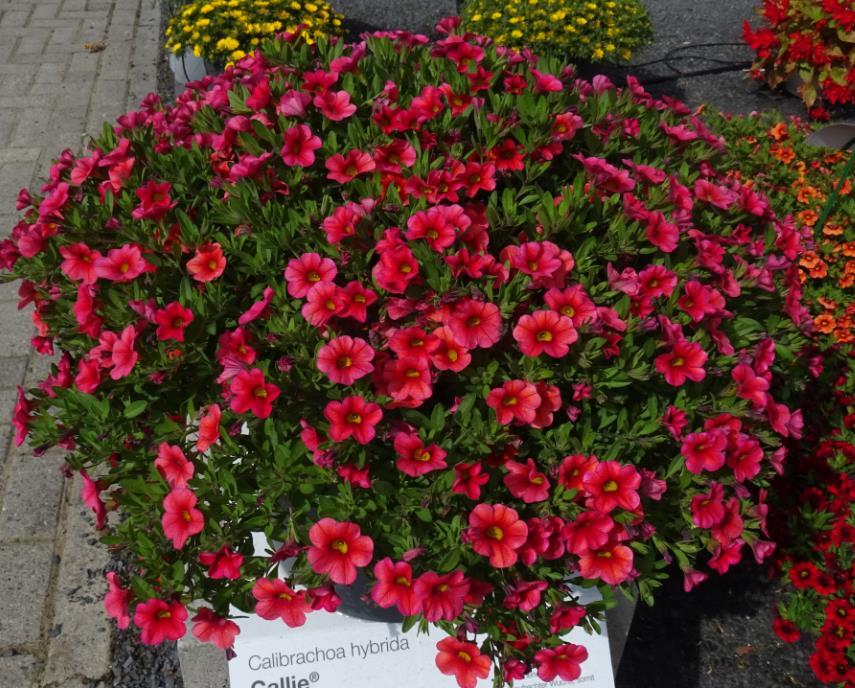 Calibrachoa Callie