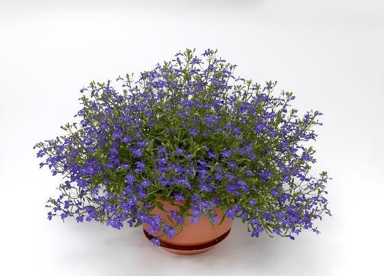 Lobelia erinus Techno 2.