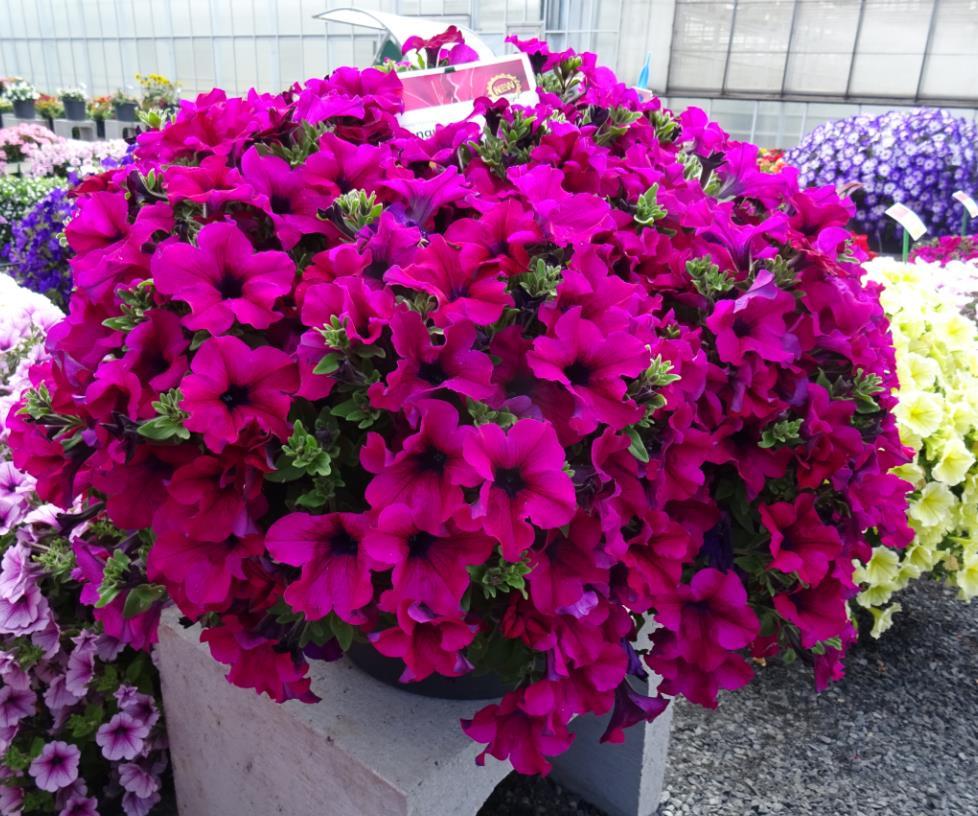 Petunia hybrida