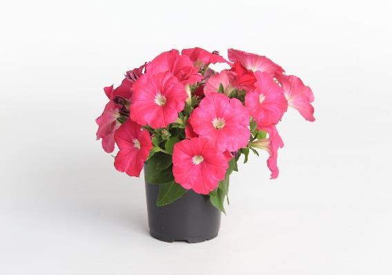 Petunia hybrida Sanguna Hot Rose Odpovídá sérii Sanguna