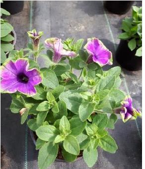 Petunia hybrida FPSelect Blueberry Mint Velmi dobrá trvanlivost v zahradě Dobré větvení