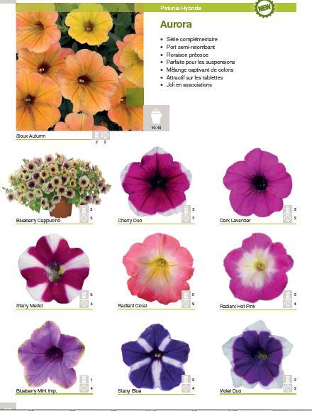 Petunia hybrida Aurora Série pro závěsné květináče,