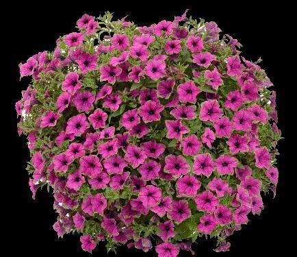 Petunia hybrida Aurora Raspberry Mint Další barva řady Aurora Rané