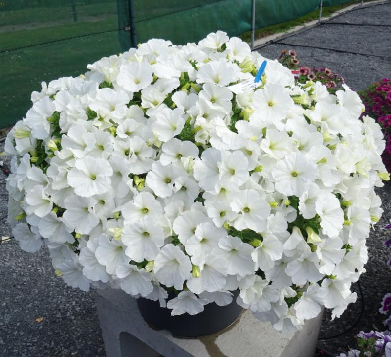 Petunia hybrida