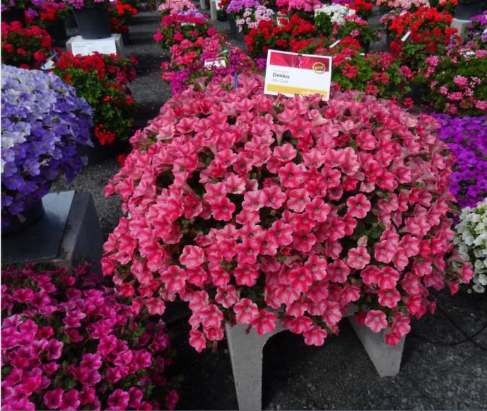 Petunia hybrida Dekko