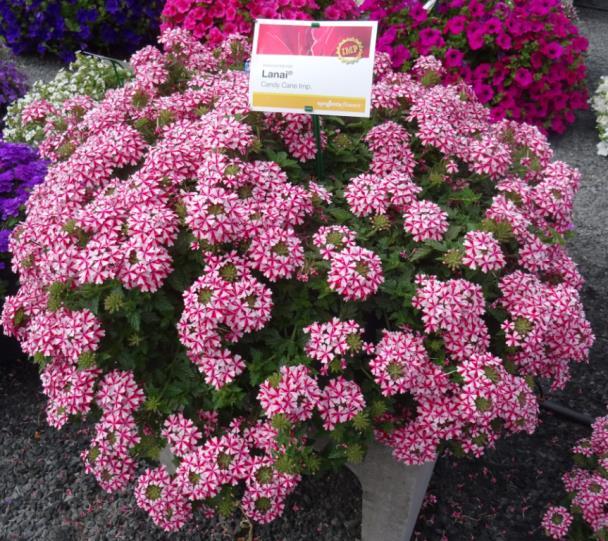 Verbena hybrida Lanai