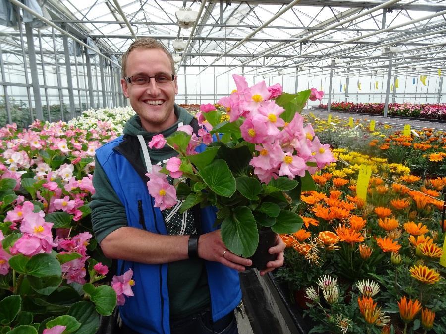 Begonia x hybrida Tophat