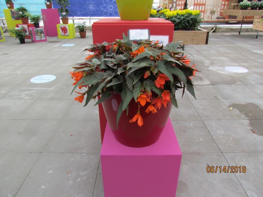 Begonia boliviensis Bossa Nova Night Fever Papaya Nové šlechtění firmy Floranowa (Syngenta Flowers acquisition)