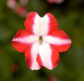 Impatiens