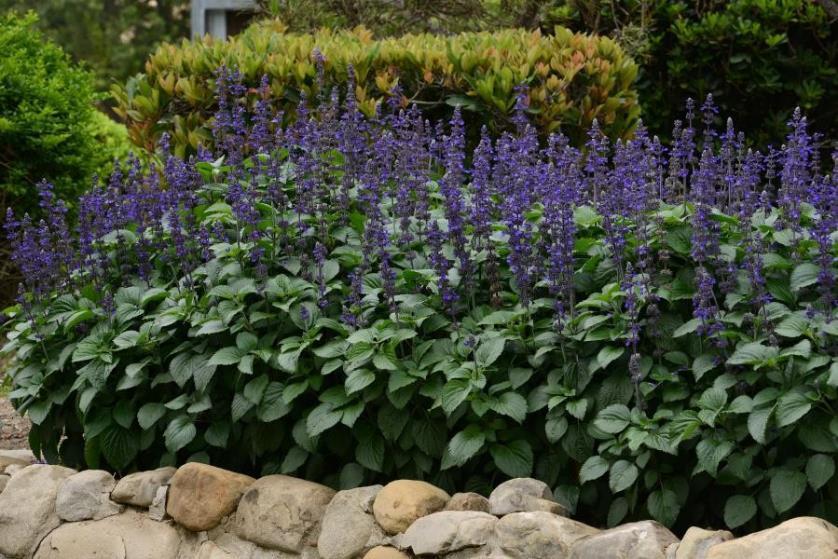 Salvia interspecific Big Blue Big Blue je interspecifická varieta ze