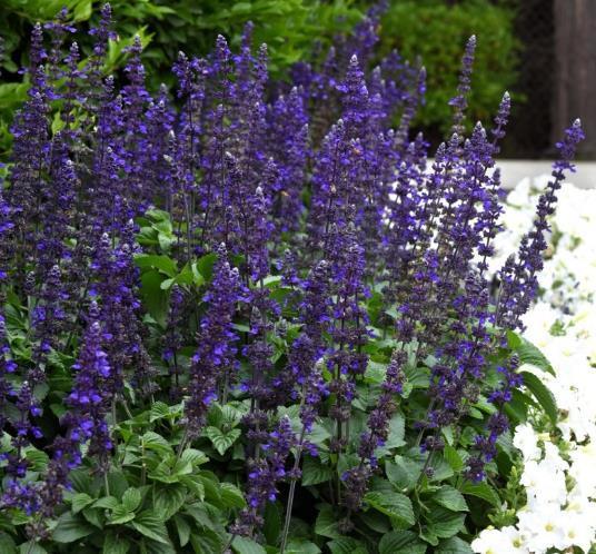 Salvia interspecific