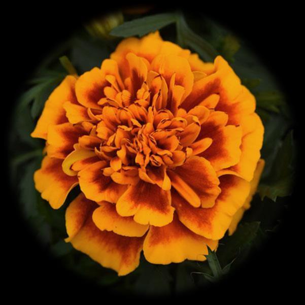 Tagetes patula nana Aton Deep Orange Imp a