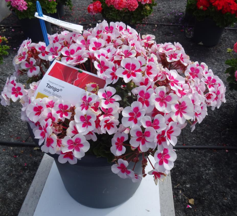 Pelargonium zonale Tango White Splash Odpovídá serii Tango Tmavé