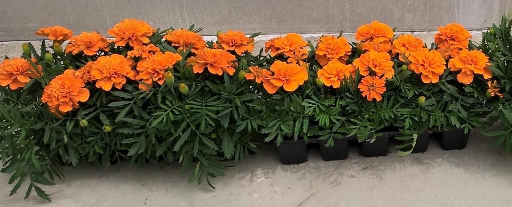 Tagetes patula nana Aton Deep Orange Imp.