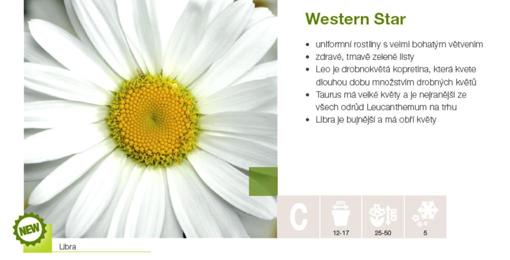 Leucanthemum