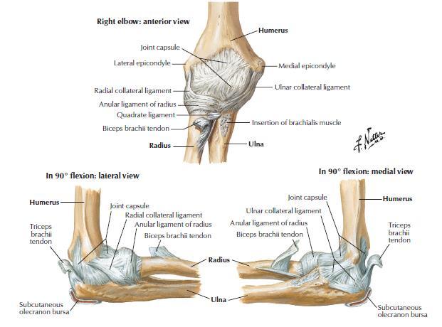 1 anatomie loketního kloubu kostní aparát