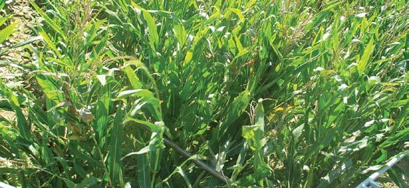 bioplynové stanice dobrý zdravotný stav, stay-green NORMÁLNE PODMIENKY 80.000 85.000 zŕn.