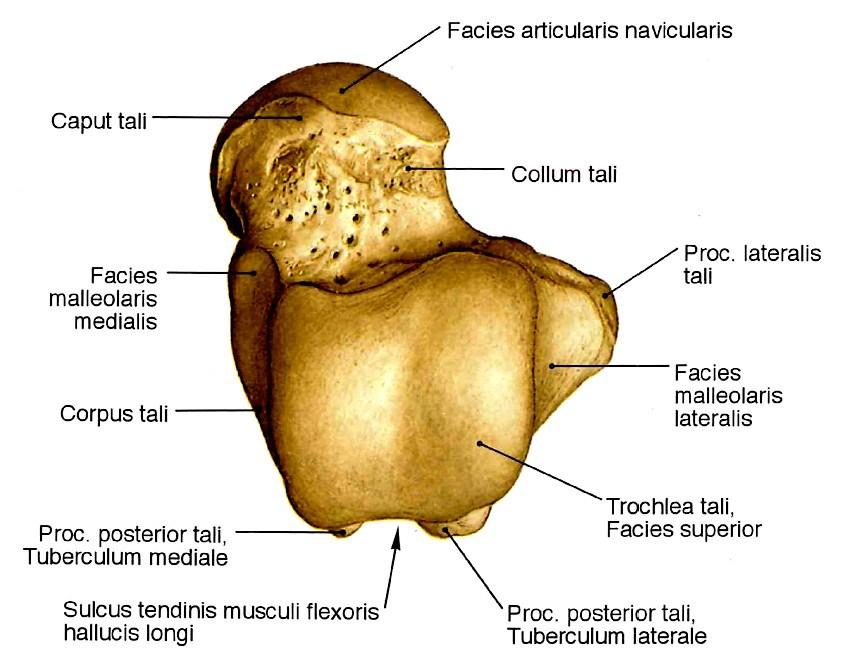 Kloubní plochy Hlavici kloubu představuje trochlea talu s kloubními povrchy na proximální ploše i na obou bočních plochách. Tvarem kloubní plocha připomíná nepravidelný lichoběžník (obr. 3). Obr.