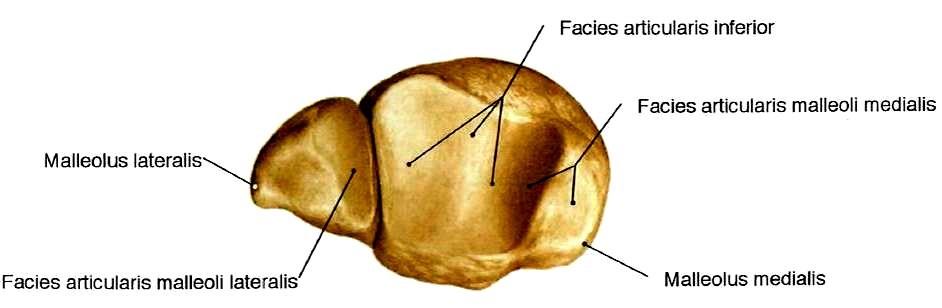 Obr. 4: Kost holenní a kost lýtková (pravá noha pohled zdola) [84] Kloubní pouzdro Až na malé výjimky se pouzdro kloubu upíná na okrajích kloubních ploch. Vnější plochy kotníků jsou mimo kloub.