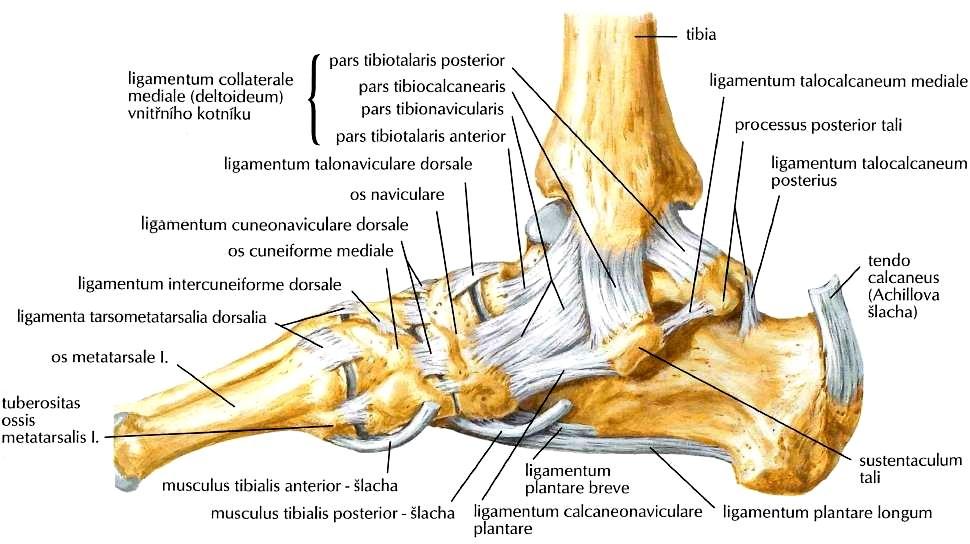 Obr. 6: Vazivový aparát hlezenního kloubu (pravá noha pohled z mediální strany) [84] Obr.