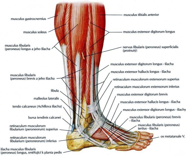 pod kůží dobře hmatné i viditelné. Peroneální svaly, dlouhý lýtkový (m. peroneus longus) a krátký lýtkový (m.