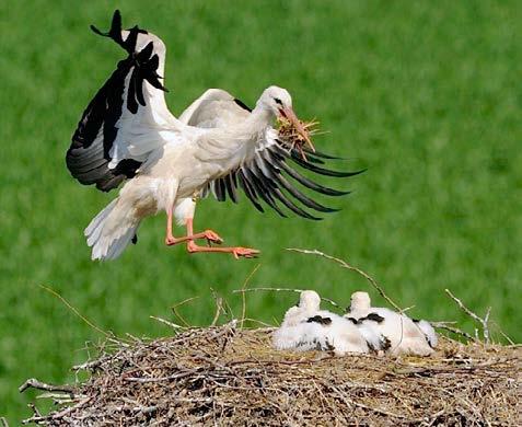 Došlo k jejich přejmenování na Čapí hnízda, což je lépe komunikovatelné veřejnosti. Velmi potěšitelné je zjištění, že návštěvnost webu i počet spolupracovníků nadále rostou.