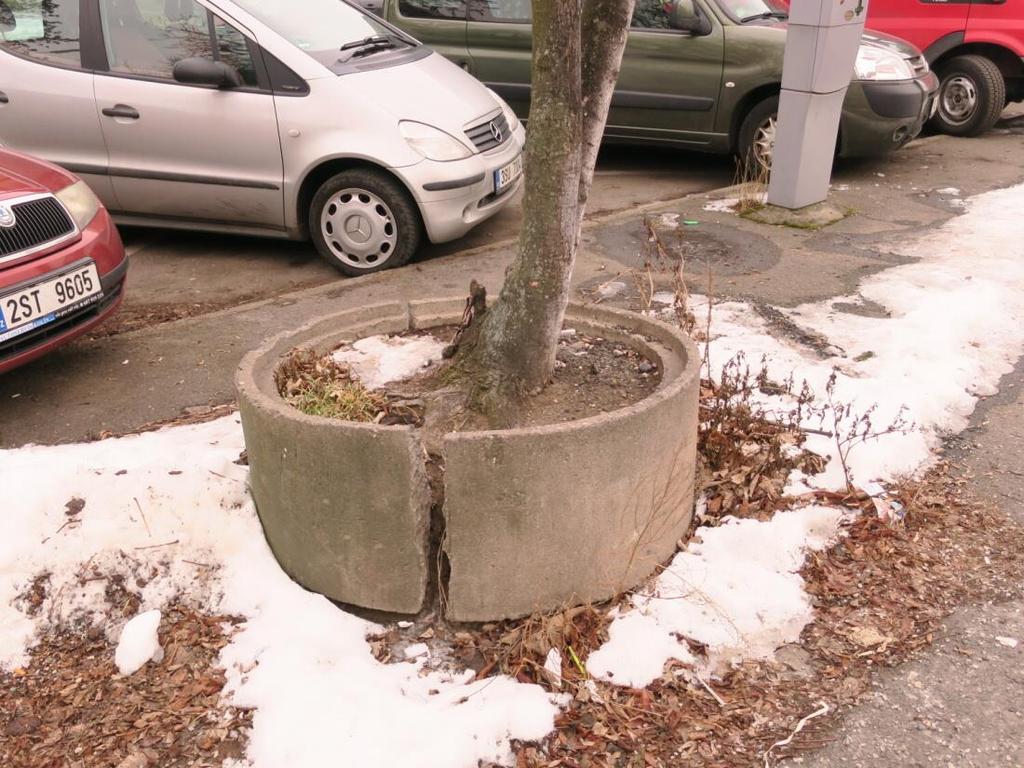 Strom roste a potřebuje