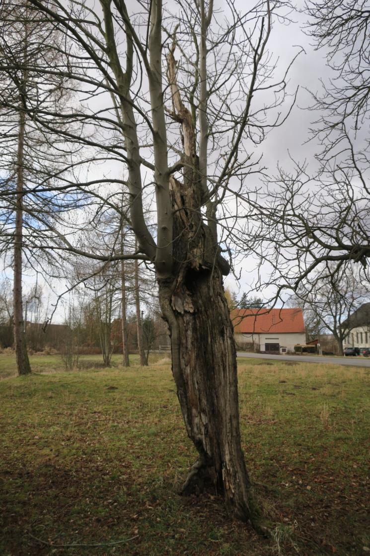 cz Metodika pro výběr vhodných druhů dřevin a bylin pro venkovská sídla www.