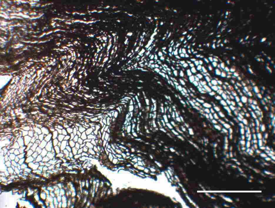 13 Mikroskopická identifikace
