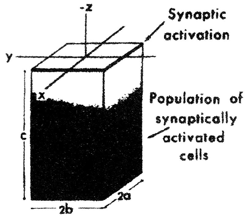 Situaci přiblížím opět na příkladu Purkyňových buněk. Purkyňovy buňky jsou uspořádány jejich somato-dendritickou osou paralelně k rovině y-z, kolmo na omozečnici (Obr. č. 18).