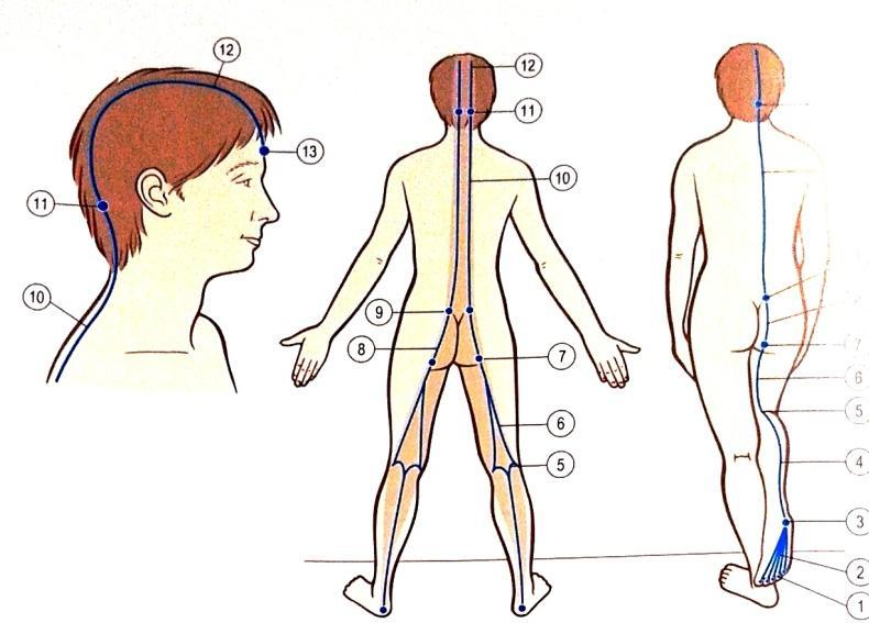 The Superficial Back Line (SBL) SBL propojuje a chrání celý zadní povrch těla od bříšek prstů na noze po hlavu, a to ve dvou částech: od prstů ke kolenům a od kolen po obočí.