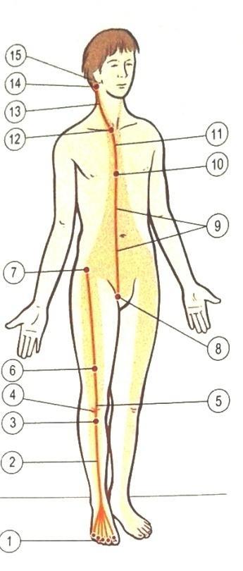 The Superficial Front Line (SFL) Tento řetězec spojuje celý přední povrch těla od špičky nohy až po lebku, opět ve dvou částech od prstů po pánev a od pánve po stranu hlavy.