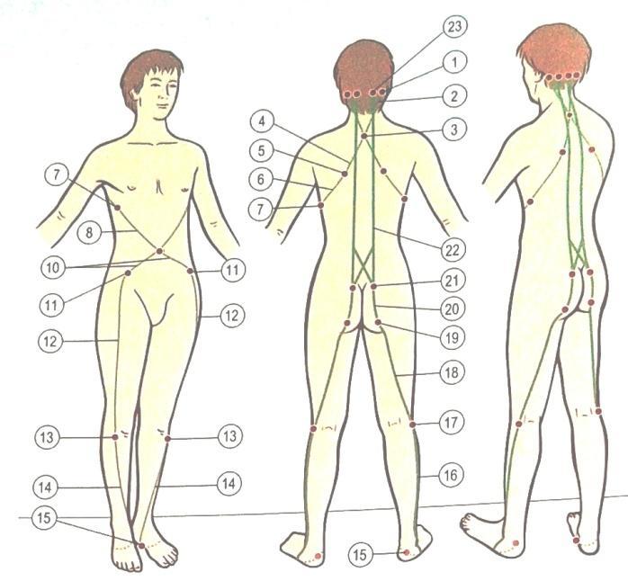 The Spiral Line (SPL) Spirální řetězce tvoří smyčku kolem těla ve dvou protichůdných šroubovicích.
