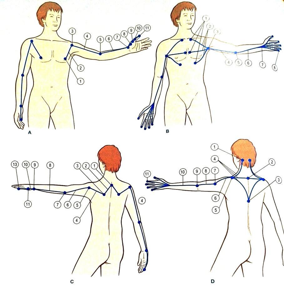 The deep front arm line, The superficial back arm line, The deep back arm line).
