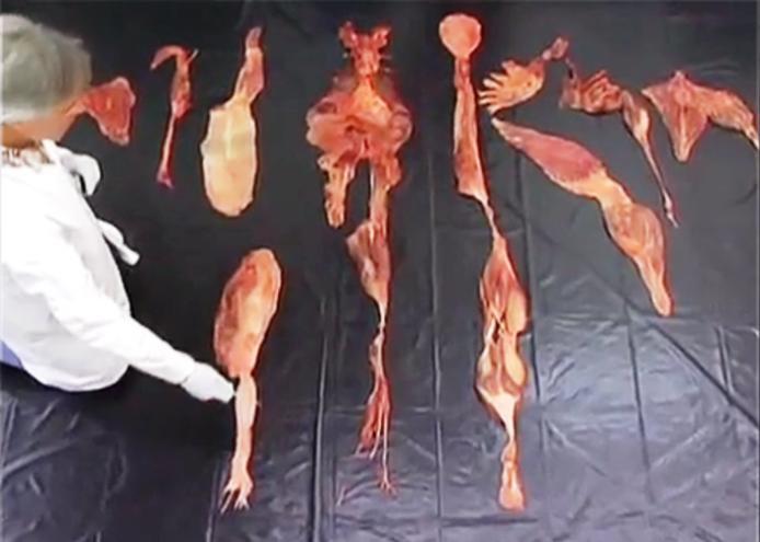 Obrázek 12 Disekce jednotlivých řetězců dle Myerse (URL1) 5.3.