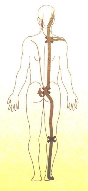 Laterální řetězec začíná na noze a stoupá přes laterální fascii bérce, anterolaterální stranu stehna přes tractus iliotibialis a fascia lata na převodový bod kyčle a pánve.