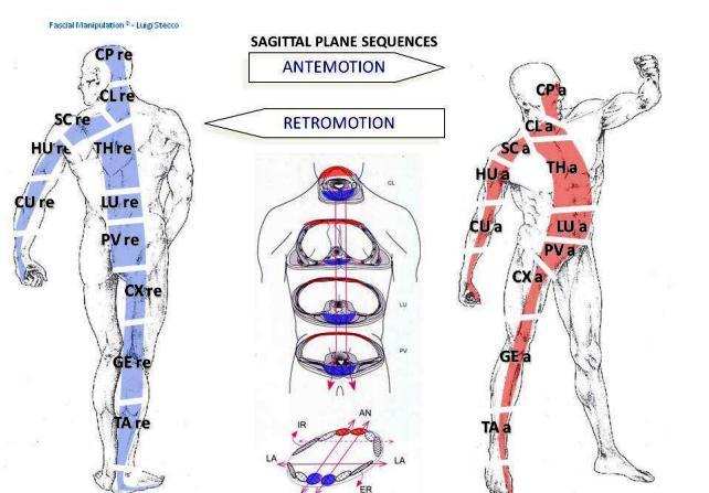 Dvoukloubové svaly spojují myofasciální jednotky s jednotným směrem vláken a vytváří tak tzv. myofasciální sekvence (MFS).