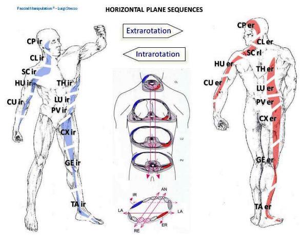 Obrázek 19 Myofasciální sekvence pohybu do zevní a