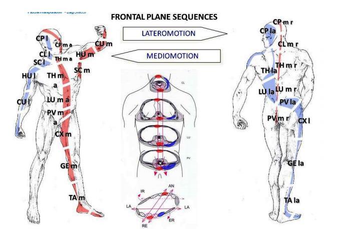 Obrázek 20 Myofasciální sekvence laterálního a