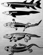 Přechod na souš ve fosilním záznamu: Crossopterygii : Rhipidista (Eustenopteron, Panderichthys aj.